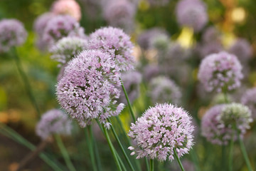 Onion flowers