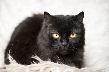 Chat noir couché sur une fourrure blanche