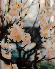 White Flowers Hanging In Front Of The Window