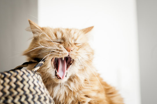 Chat roux en train de bailler