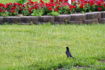 잔디밭 화단 앞 새 한 마리
