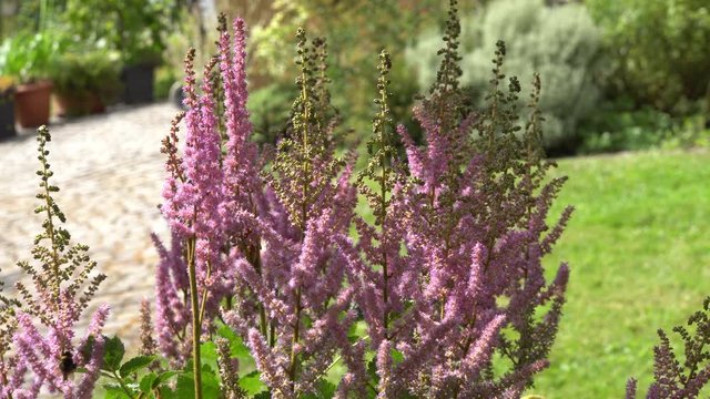 Chinesische Prachtspiere (Astilbe chinensis)