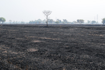 Burned Rice Straw Field, Desolate Landscape