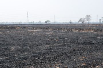 Burned Rice Straw Field, Desolate Landscape