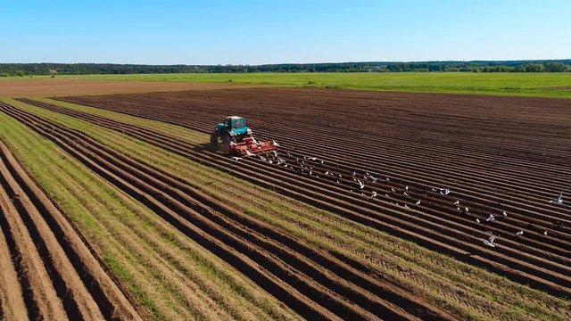 Agricultural work on a tractor farmer sows grain. Hungry birds are flying behind the tractor, and eat grain from the arable land.