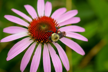 Purple Coneflower with Bumblebee 0049