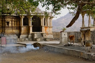 Temple, rubbish burning and cows, Rajastan. India