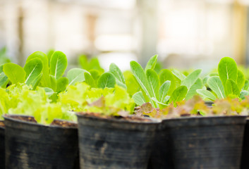 Organic vegetables green color in pots In the farm