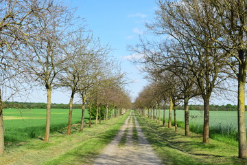 Baumweg