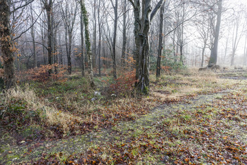 Winter wood