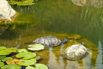 turtles in the lake