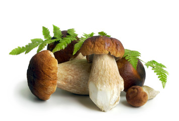 Mushrooms cep in summer  season