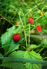 Wild strawberry in a summer forest
