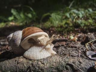 Helix pomatia_Schnecke_near