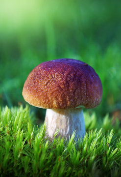 Mushroom cep in summer season