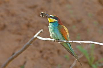 a beautiful colorful bird bee-eater sitting on a tree branch