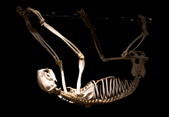 evolution - the skeleton of a monkey