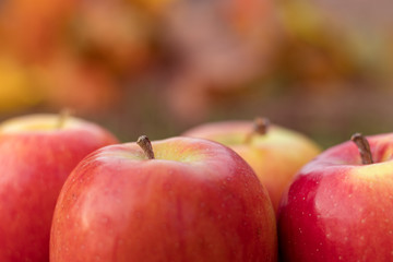 red apples in fall