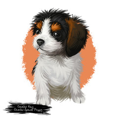 Cavalier king Charles spaniel puppy breed lap toy dog originated in United Kingdom. Domestic animal pet of small sizes canine purebred pet isolated on white background digital art illustration