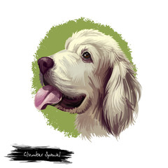 Clumber spaniel dog breed watercolor digital art illustration