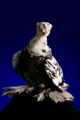 Dove studio shooting on a dark blue background.