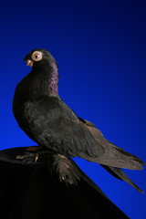 Dove studio shooting on a dark blue background.