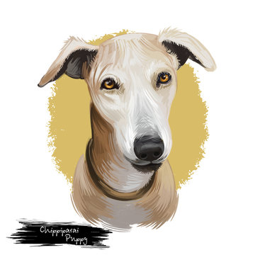 Chippiparai puppy dog breed watercolor digital art illustration