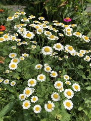 Button Daisies