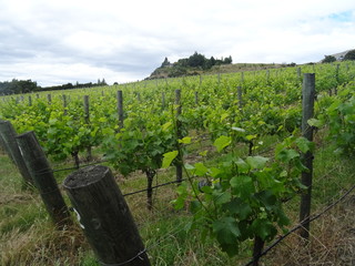 Vignes de Nouvelle-Z&eacute;lande