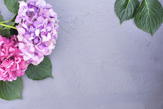 Pink hydrangea flowers, on a gray background, free space for text. Card, Copy space.