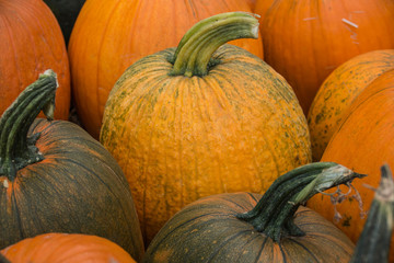 Pumpkins 2