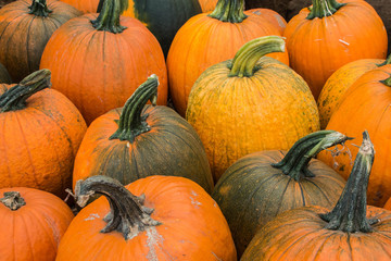 Pumpkins 3