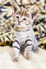 Savannah kitten F1