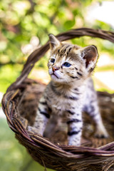 Naklejka premium Savannah kitten F1