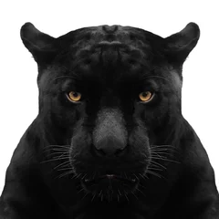 Fototapeten schwarzer Panther geschossen nah oben mit weißem Hintergrund © subinpumsom