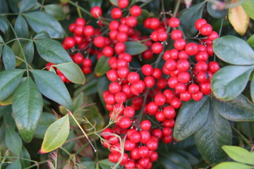 Pyracantha Berries 1