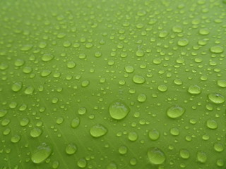 Plakat Texture: a drop of water on a green fabric. Water-repellent effect. Waterproof textile