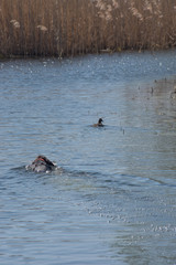 Fototapeta premium German shorthaired pointer swim to the duck in the river.