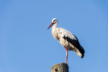 Stork flying. Stork in sky.