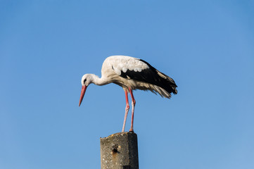 Stork flying. Stork in sky.