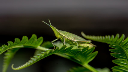 Grasshopper On Leaf