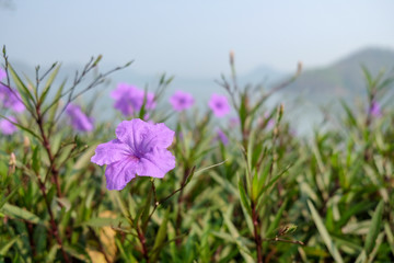 Ruellia simplex Purple Flower