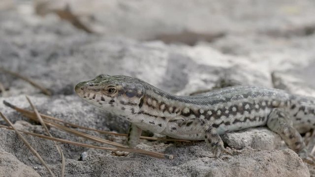 common lizard