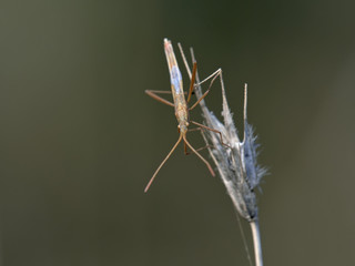 Stilt bug - Berytidae, Crete