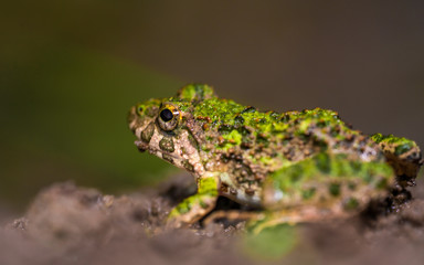 Green Toad Skin