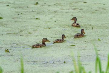 Ducks swim in the green duckweed