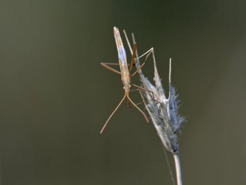 Stilt bug - Berytidae, Crete