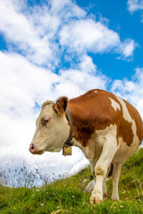 Fototapeta na wymiar Curious cow in the austrian alps with cloudy sky