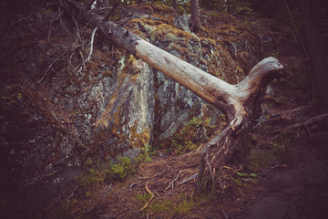 Huge roots of trees in a gloomy forest.