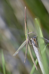 Long-headed grasshopper - Acrida turrita, Crete 